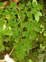 Adiantum raddianum. Adaxial surface of mature 3-pinnate frond.
 Image: L.R. Perrie © Leon Perrie CC BY-NC 3.0 NZ